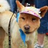 dog walk 2013-5186